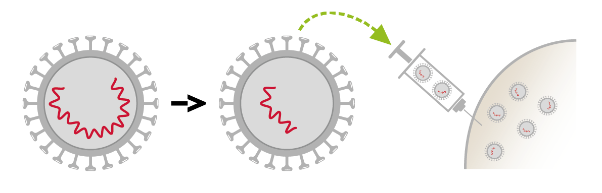 Virus atténué Virus atténué