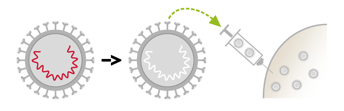 Virus inactivé Virus inactivé