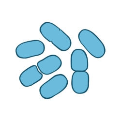 bordetella